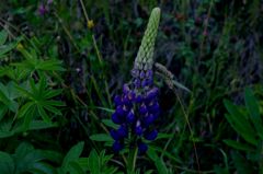 flower #5