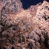 六義園のしだれ桜