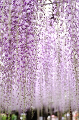 紫のシャワー
