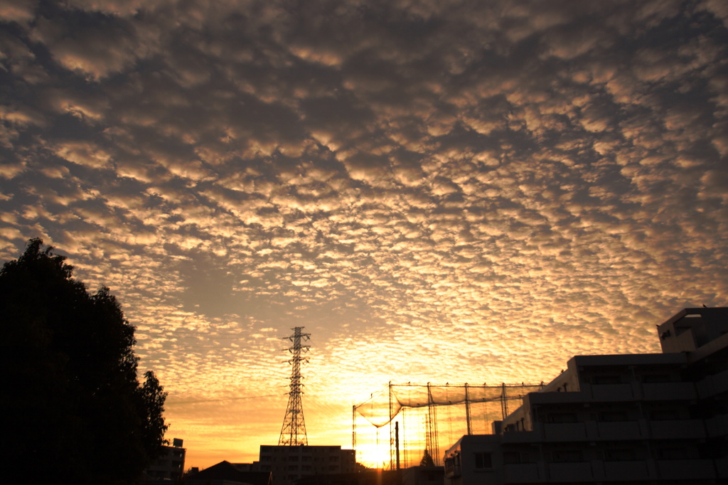 朝のうろこ雲　（東側）