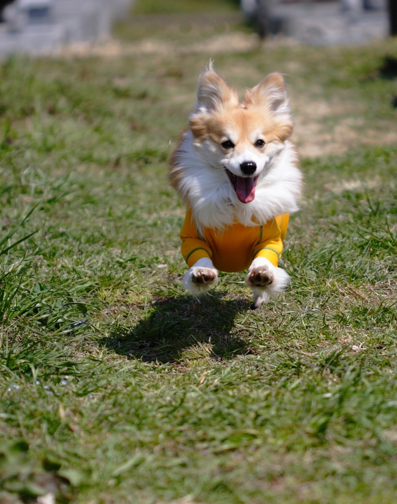 笑顔の飛行犬