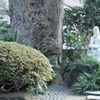 白い菩薩