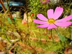 コスモス