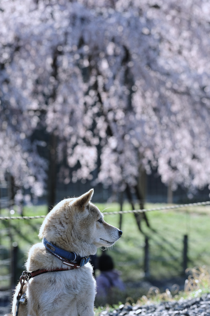 柴桜