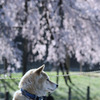 柴桜