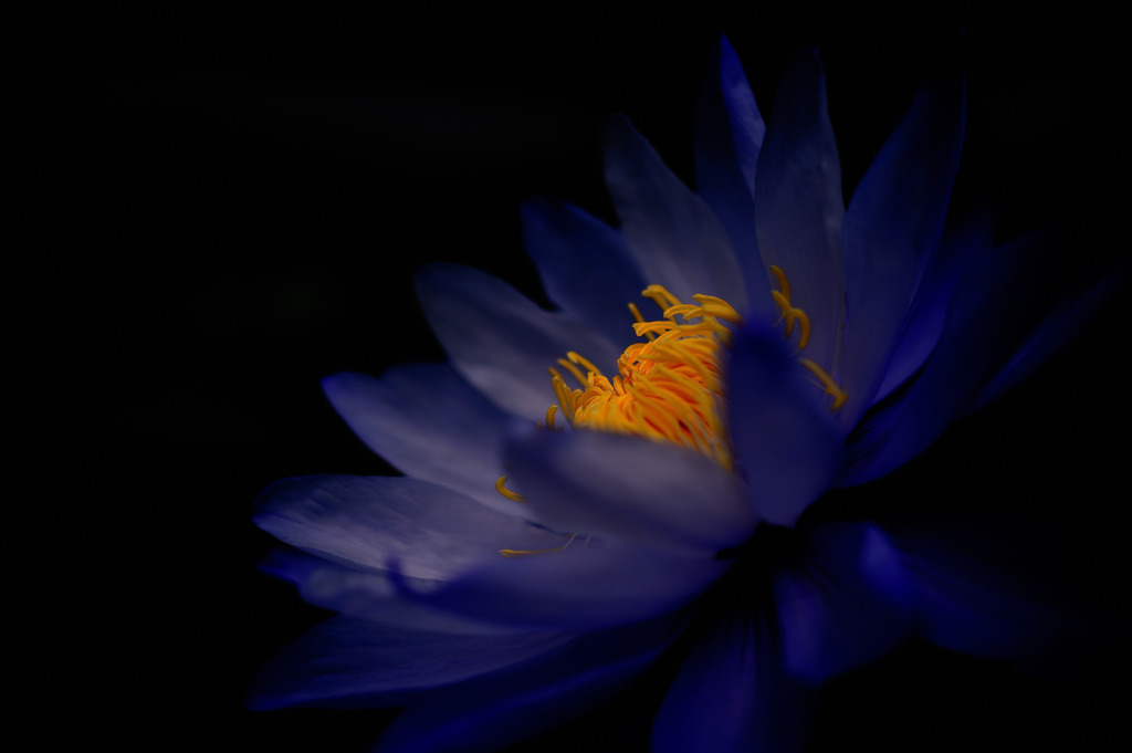 華の色