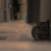 裏の住人