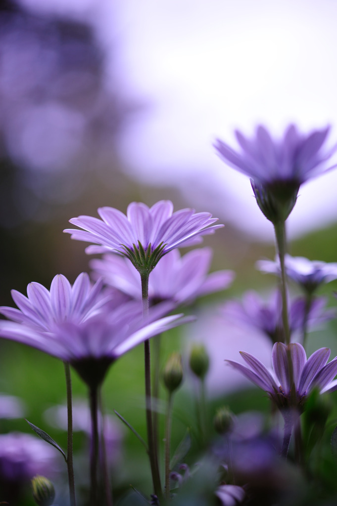 天を仰げば　其の弐