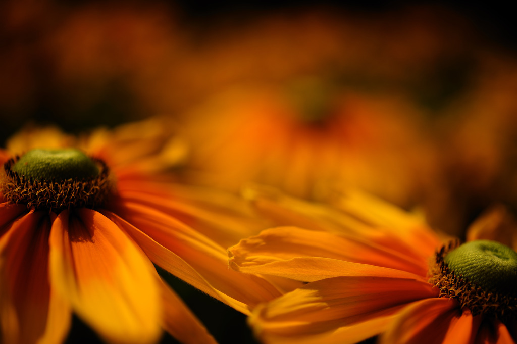 Flower Stage