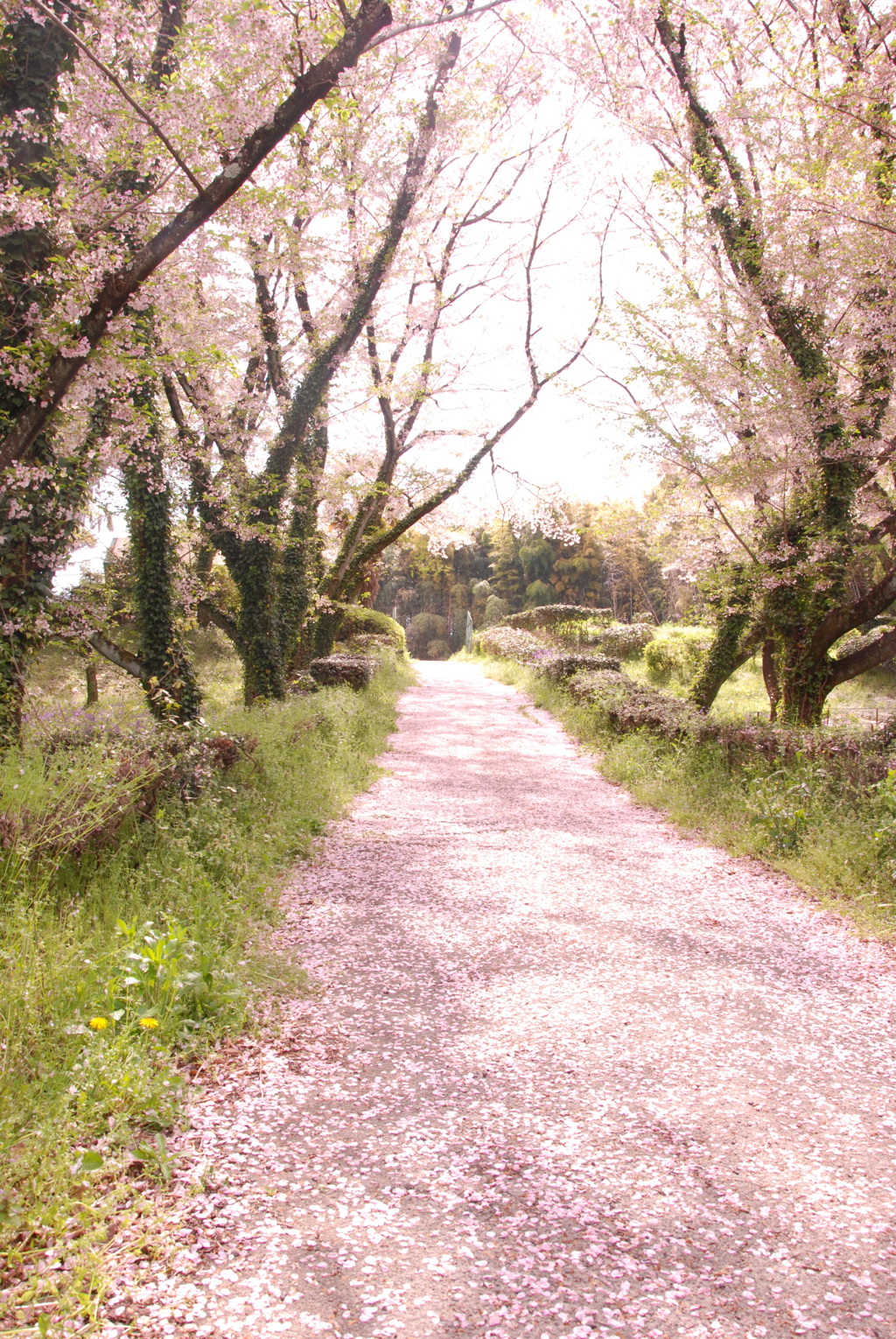 名残りの桜