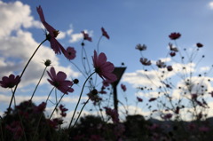 秋桜