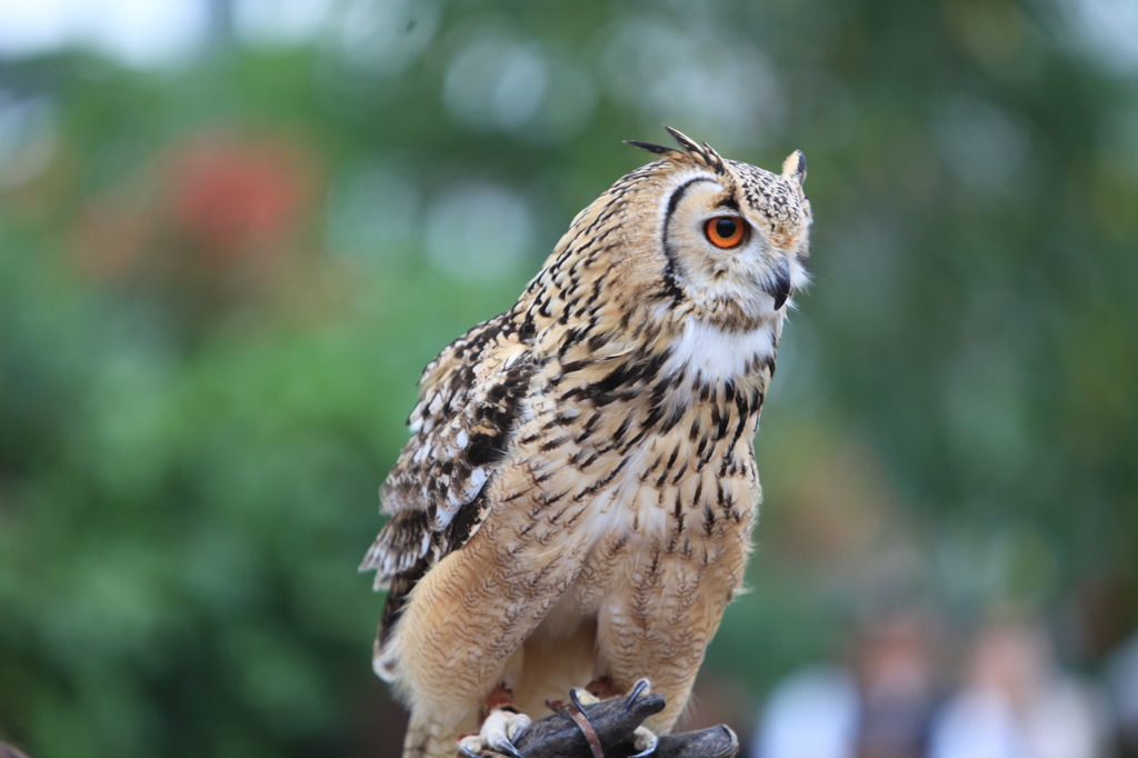 フクロウの勇士