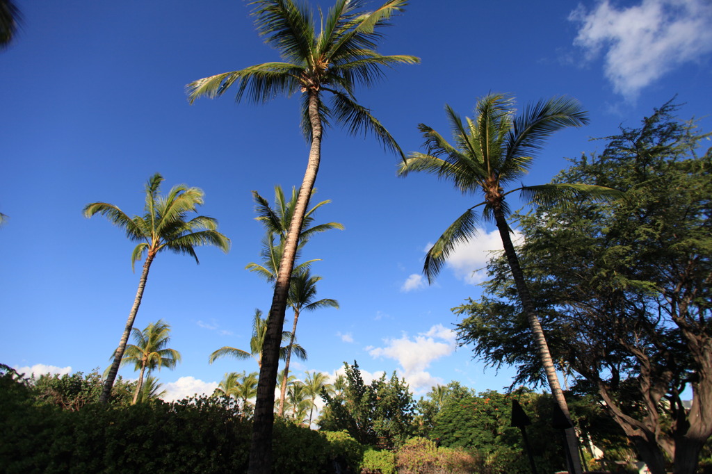 HAWAI