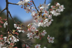 さくら2011_03