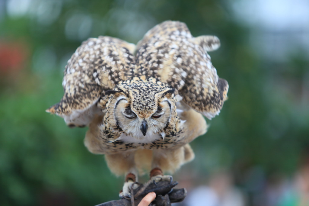 フクロウの勇士