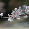 さくら2011_02