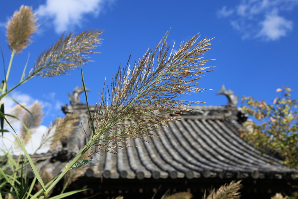 古寺の秋１
