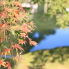 ようやく　紅葉？