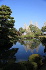 兼六園名物　冬支度雪吊