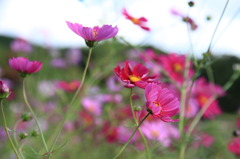 秋桜