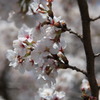 さくら