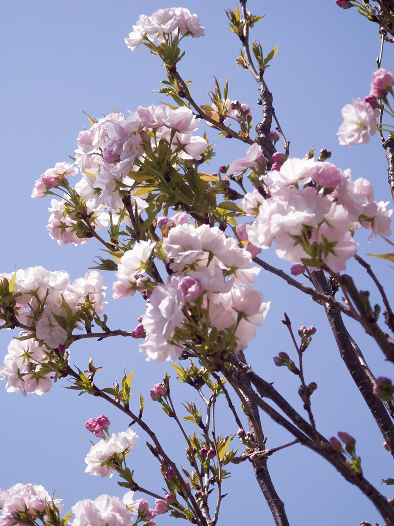 sakura_天の川