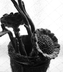 dried flower