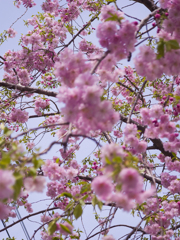 sakura_枝垂れ桜