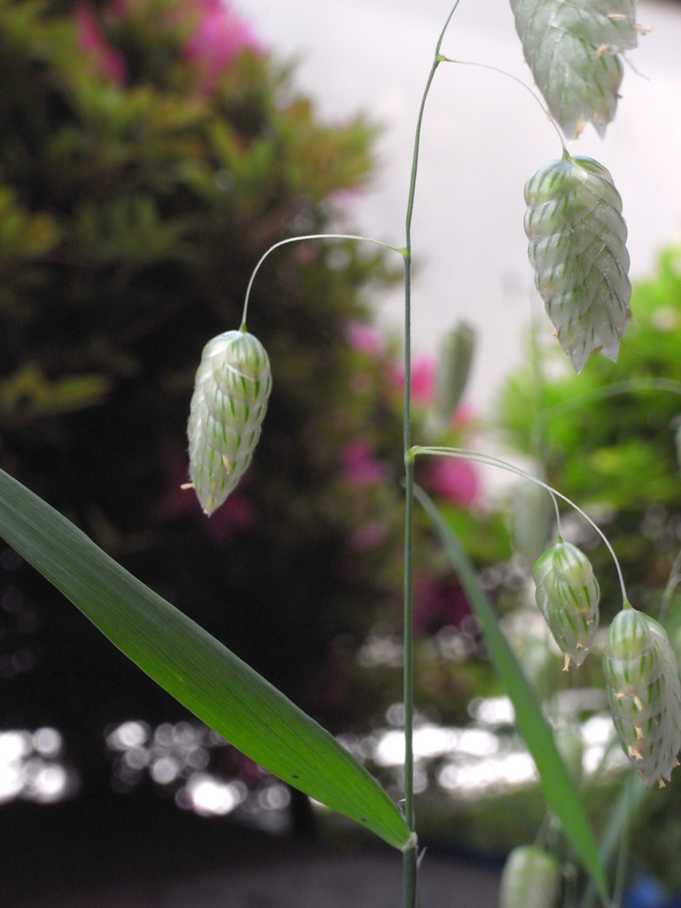 小判草