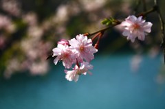 sakura