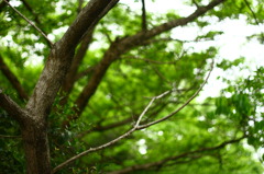 into the forest