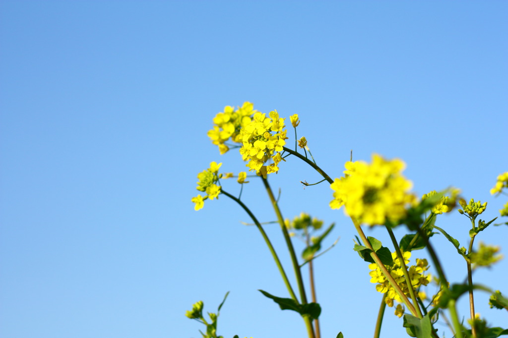 blu giallo