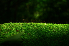 green carpet