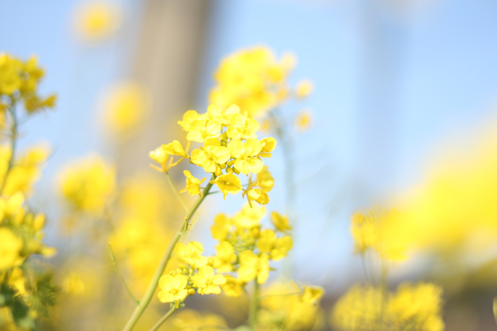 Primavera Giallo