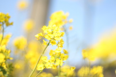 Primavera Giallo