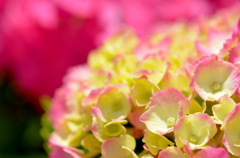 紫陽花