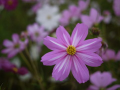 小雨のコスモス畑