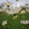 cosmos～イエローガーデン