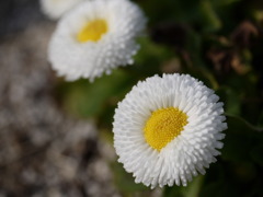 daisy