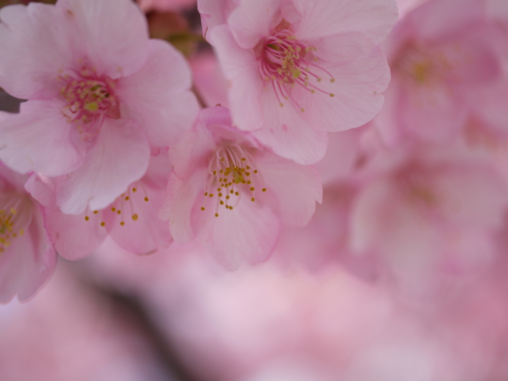 sakura✿iro