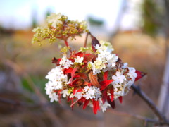 紅白に咲く♪