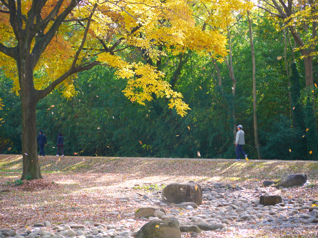 落ち葉舞う公園で