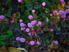 桃色の花