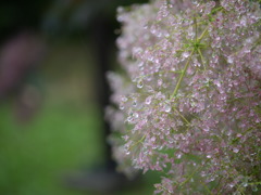 smoketree with raindrops