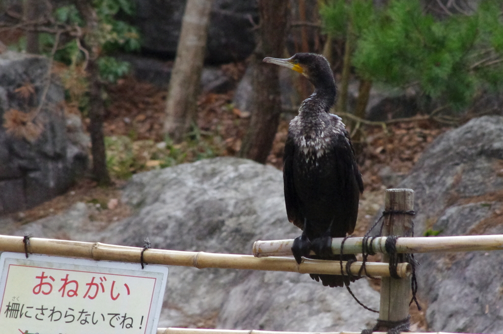 うっ・・・^^：