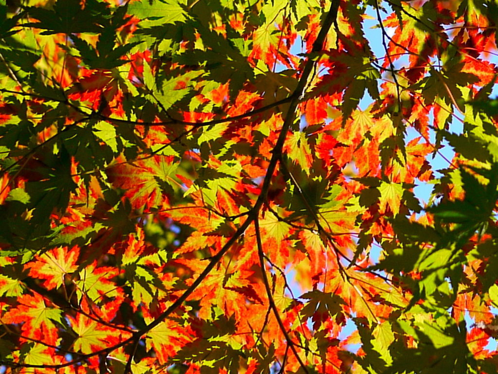 Maple shadow