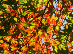 Maple shadow