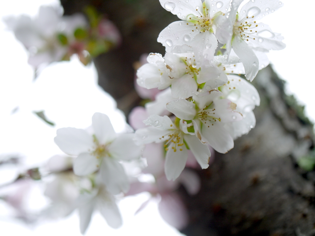 四季桜