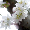 四季桜