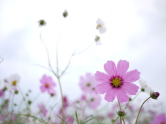 雨に濡れても♪